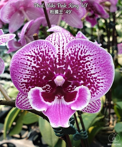 Phal. Miki Pink King '49' 2.5''