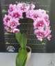 Phal. Miki Pink King '49' 2.5''