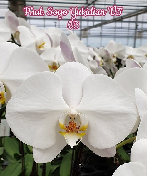 Phal. Sogo Yukidian 'V3' 2.5" УЦЕНКА (механическое повреждение)