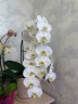 Phal. Sogo Yukidian 'V3' 2.5" УЦЕНКА (механическое повреждение)
