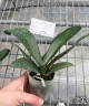 Phal. Clone Dalmatian 'CL606B' 2.5''