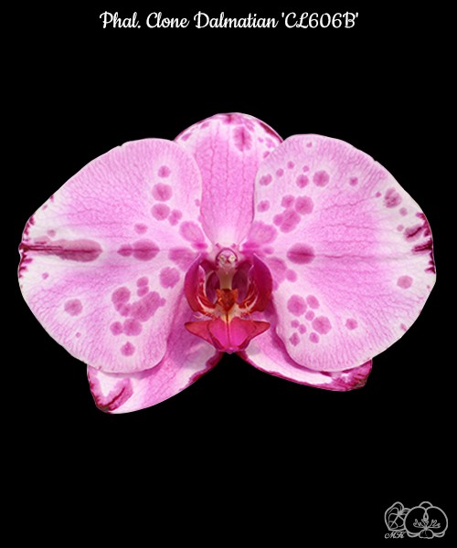 Phal. Clone Dalmatian 'CL606B' 2.5''