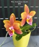 Phal. Meidarland Chambe 2.5" УЦЕНКА (мех. повр. лист.)