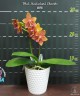 Phal. Meidarland Chambe 2.5" УЦЕНКА (мех. повр. лист.)