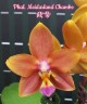 Phal. Meidarland Chambe 2.5" УЦЕНКА (мех. повр. лист.)