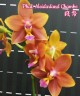 Phal. Meidarland Chambe 2.5" УЦЕНКА (мех. повр. лист.)