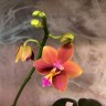 Phal. Meidarland Chambe 2.5" УЦЕНКА (мех. повр. лист.)