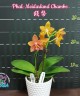 Phal. Meidarland Chambe 2.5" УЦЕНКА (мех. повр. лист.)