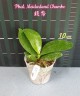Phal. Meidarland Chambe 2.5" УЦЕНКА (мех. повр. лист.)