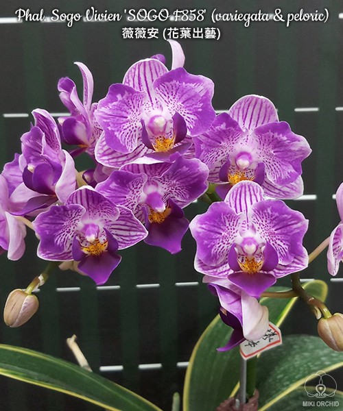 Phal. Sogo Vivien 'Variegata & Peloric' 2.5'' УЦЕНКА (нет нижних листиков)