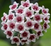 Hoya Obovata Variegata 1.7"