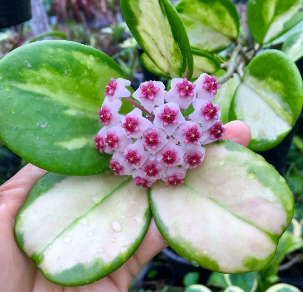 Hoya Obovata Variegata 1.7"