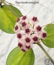 Hoya Obovata Variegata 1.7"