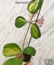 Hoya Obovata Variegata 1.7"