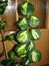 Hoya Obovata Variegata 1.7"