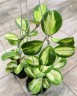 Hoya Obovata Variegata 1.7"