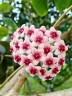 Hoya Obovata Variegata 1.7"