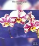 Phal. Qicai Xiang Yun 2.8''