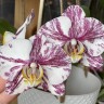 Phal. Qicai Xiang Yun 2.8''