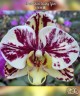 Phal. Qicai Xiang Yun 2.8''