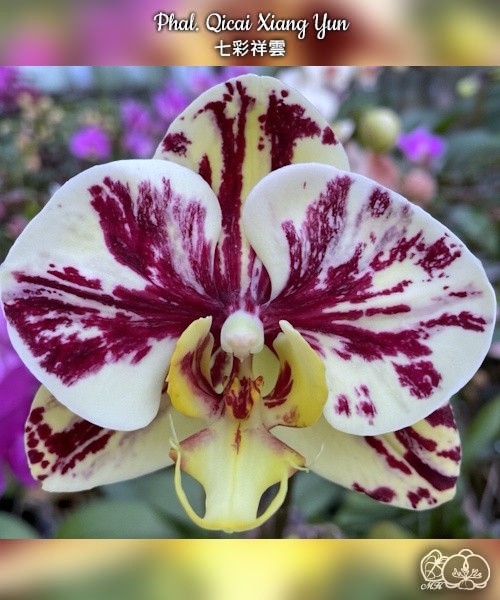Phal. Qicai Xiang Yun 2.8''