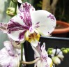 Phal. Qicai Xiang Yun 2.8''