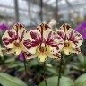 Phal. Qicai Xiang Yun 2.8''