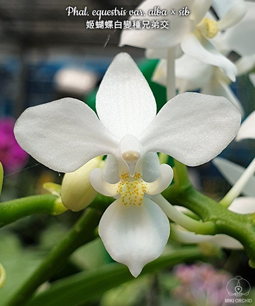 Phal. equestris var. alba × sib 2.5'' УЦЕНКА (мех. повр. лист.)