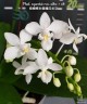 Phal. equestris var. alba × sib 2.5'' УЦЕНКА (мех. повр. лист.)