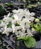 Phal. equestris var. alba × sib 2.5'' УЦЕНКА (мех. повр. лист.)