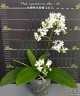 Phal. equestris var. alba × sib 2.5'' УЦЕНКА (мех. повр. лист.)
