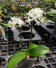 Phal. equestris var. alba × sib 2.5'' УЦЕНКА (мех. повр. лист.)