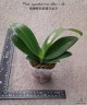 Phal. equestris var. alba × sib 2.5'' УЦЕНКА (мех. повр. лист.)