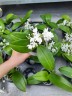 Phal. equestris var. alba × sib 2.5'' УЦЕНКА (мех. повр. лист.)