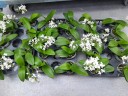 Phal. equestris var. alba × sib 2.5'' УЦЕНКА (мех. повр. лист.)