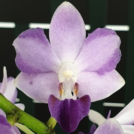  Phal. Tying Shin Blue Jay 2.5"