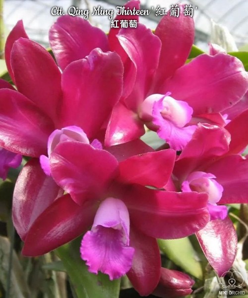 Ctt. Qing Ming Thirteen 2.5"