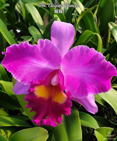 Pot. Elegant Dancer 2.5''