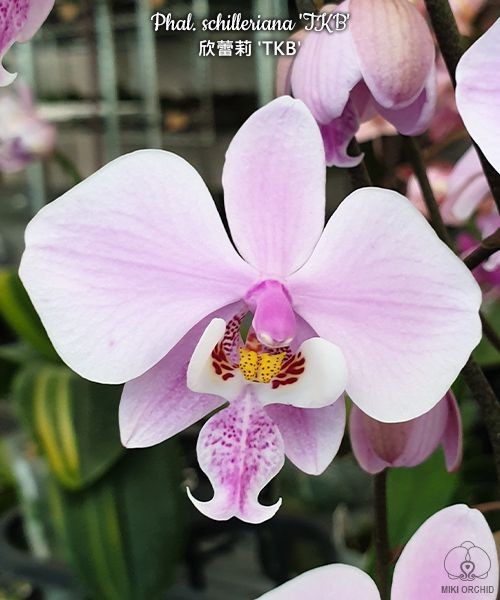 Phal. schilleriana 'TKB' 2.5''