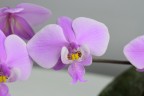 Phal. schilleriana 'TKB' 2.5''