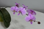 Phal. schilleriana 'TKB' 2.5''