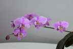 Phal. schilleriana 'TKB' 2.5''