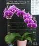 Phal. I-Hsin Sun Beauty '186' 2.5''