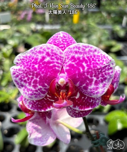 Phal. I-Hsin Sun Beauty '186' 2.5''