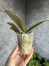 Phal. I-Hsin Sun Beauty '186' 2.5''