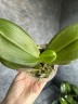 Phal. I-Hsin Sun Beauty '186' 2.5''