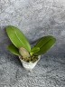 Phal. I-Hsin Sun Beauty '186' 2.5''