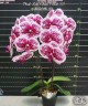 Phal. Miki White Peach '89' 2.5''