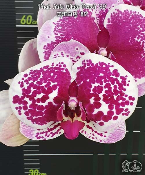 Phal. Miki White Peach '89' 2.5''