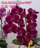 Phal. OX Black Face '1647' 2.5'' УЦЕНКА (нет нижних листиков)